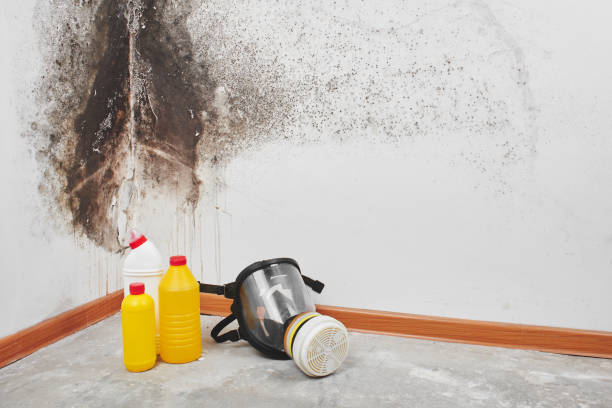 Best Commercial Mold Removal  in Harrisburg, SD