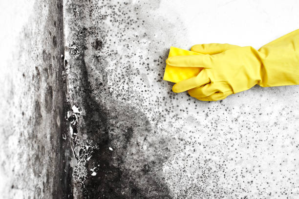 Best Toxic Mold Removal  in Harrisburg, SD