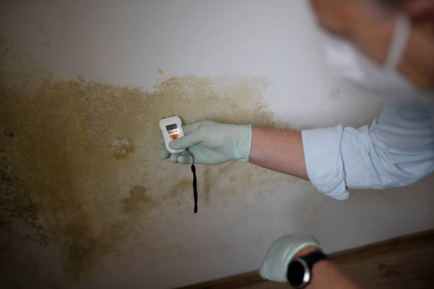 Best Certified Mold Removal  in Harrisburg, SD